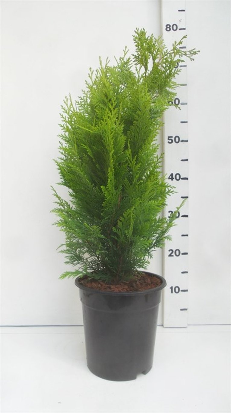 Chamaecyparis l. 'Stardust' - C3 40-50 CM